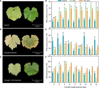 Drought stress in ‘Shine Muscat’ grapevine: Consequences and a novel mitigation strategy–5-aminolevulinic acid